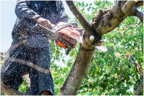 tree services La Joya